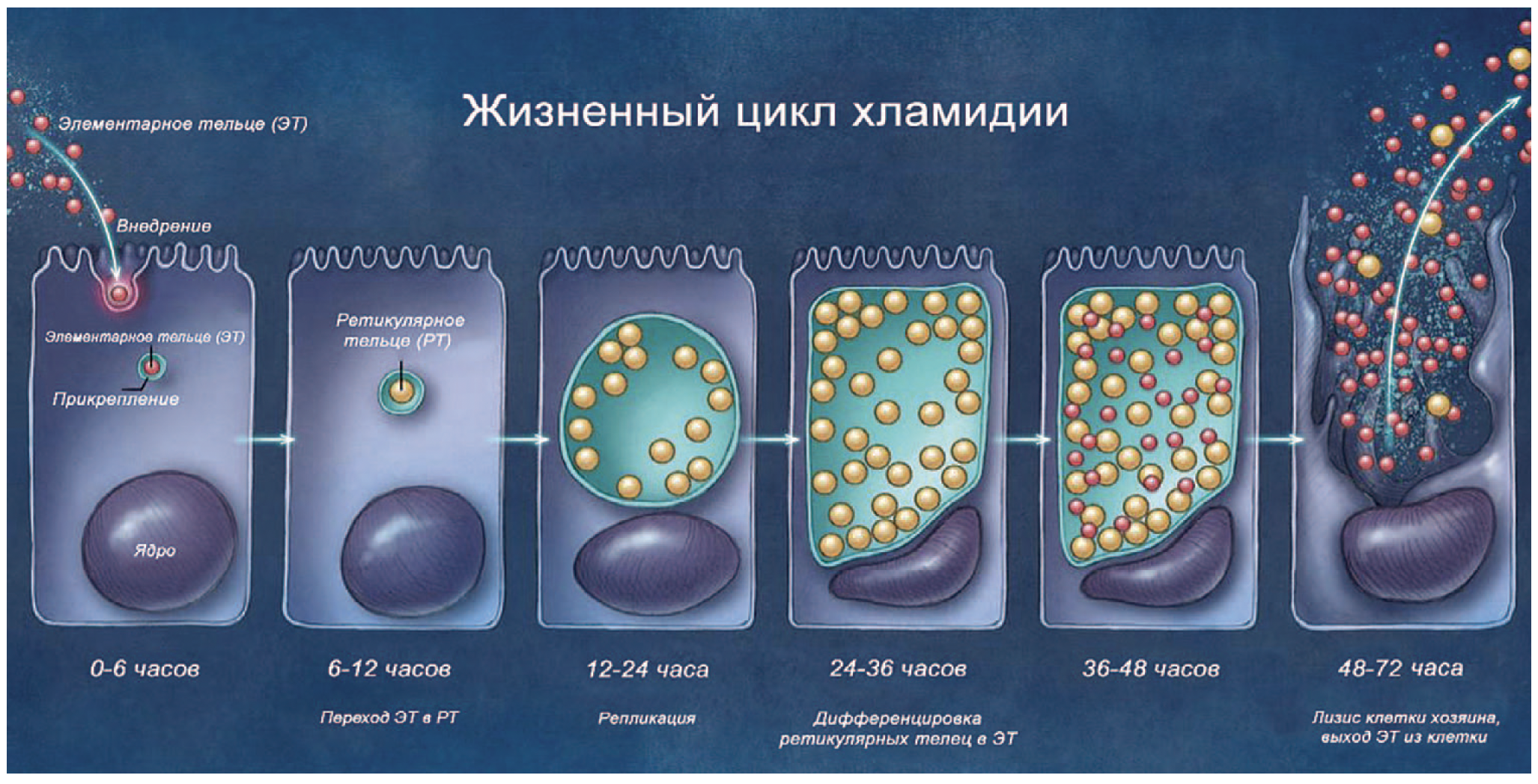 жизненный цикл хламидии