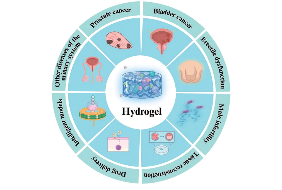 Гелевые субстанции в урологии и гинекологии: эволюция, современное состояние и перспективы применения